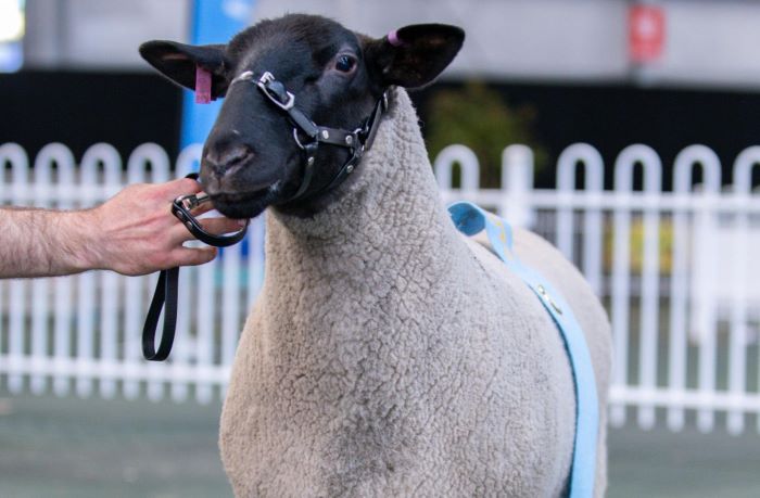 Sheep